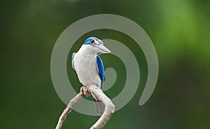 Collared kingfisher, White-collared kingfisher in park.