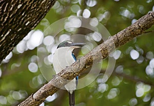 Collared Kingfishers (Todiramphus chloris)