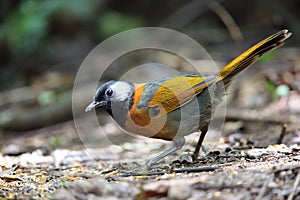 Collared laughingthrush in Da lat, Vietnam