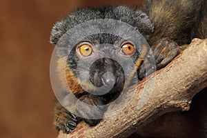 Collared lemur