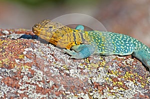 Collared Lizard 12 photo