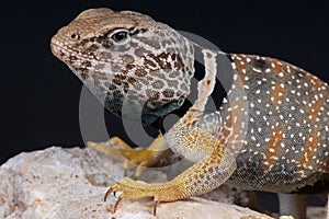 Collared lizard photo