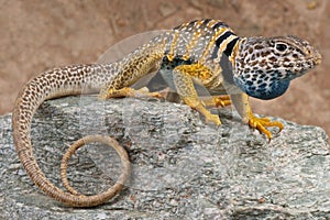 Collared lizard photo