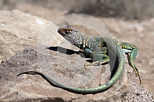 Collared lizard
