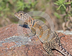 Collared Lizard 7 photo