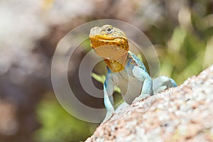 Collared lizard in breeding colors