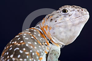 Collared lizard / Crotaphytus collaris