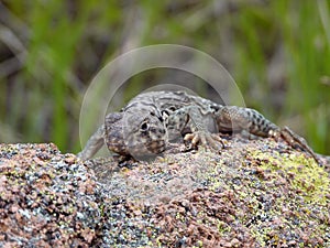 Collared lizard found at the Wichita Mountains National  wildlife refuge Oklahoma