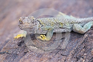 Collared Lizard