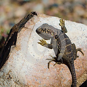 Collared lizard trying to catch the last of the seasons sunshine on a rock photo