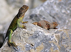 Collared lizards
