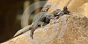 Collared Lizards