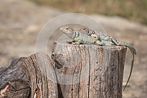 Collared Lizards - Crotaphytus collaris