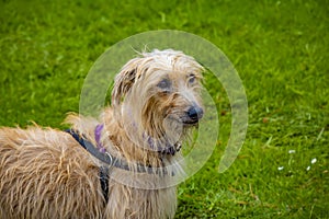 Collared long haired dog with green grass background