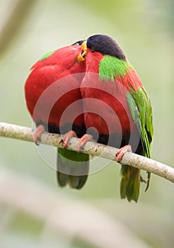 Collared lories, fiji red green bird