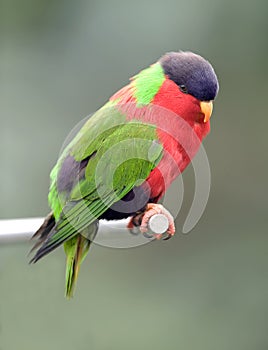 Collared lories, fiji red green bird