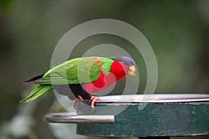 Collared Lory eating