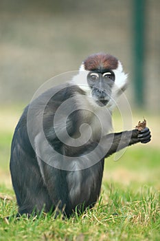 Collared mangabey