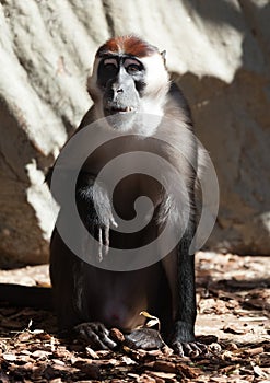 Collared mangabey