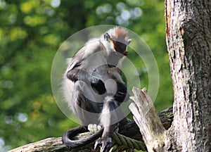 Collared mangabey, Cercocebus torquatus