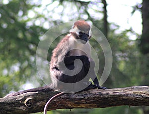 Collared mangabey, Cercocebus torquatus