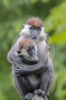 Collared mangabey Cercocebus torquatus