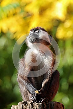 The collared mangabey (Cercocebus torquatus)