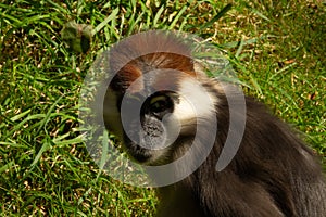 Collared Mangabey (Cercocebus torquatus)