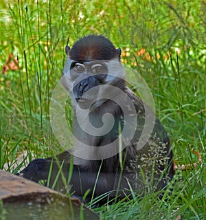 Collared Mangabey Monkey