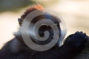 Collared mangabey monkey.