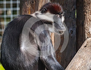 Collared mangabey monkey at the KC Zoo