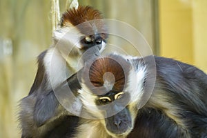 Collared mangabey monkeys at zoo