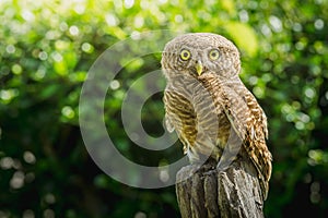 Collared owlet Glaucidium brodiei standing on Stump in the morning photo