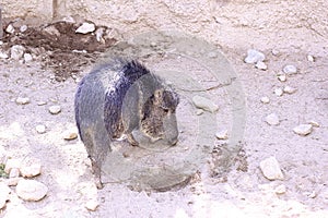 Collared Pecari grazing in a zoo enclosure