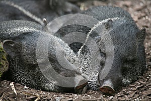 Collared peccaries