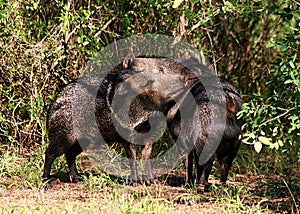 Collared peccaries greeting