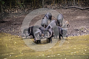 Collared peccaries or javelina. Collared peccaries are pig-like animals that inhabit the deserts