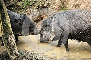 Collared peccaries known as wild pigs in mud