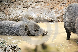 Collared peccaries known as wild pigs swimming in muddy splash
