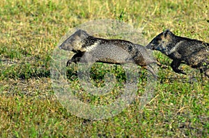 Collared peccaries leaping photo