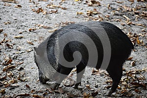 Collared peccaries in natural forest environment