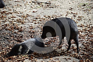 Collared peccaries in natural forest environment
