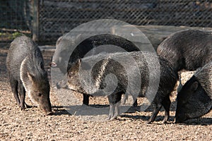 Collared peccaries