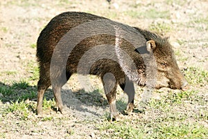 Collared Peccary