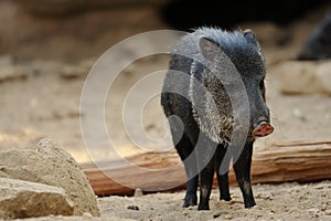 Collared Peccary