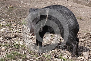 Collared peccary photo