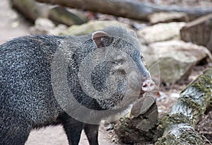 Collared Peccary