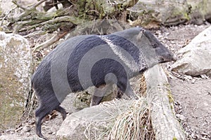 Collared peccary