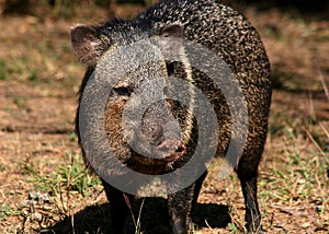 Collared peccary photo