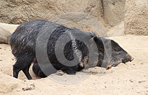 Collared peccary